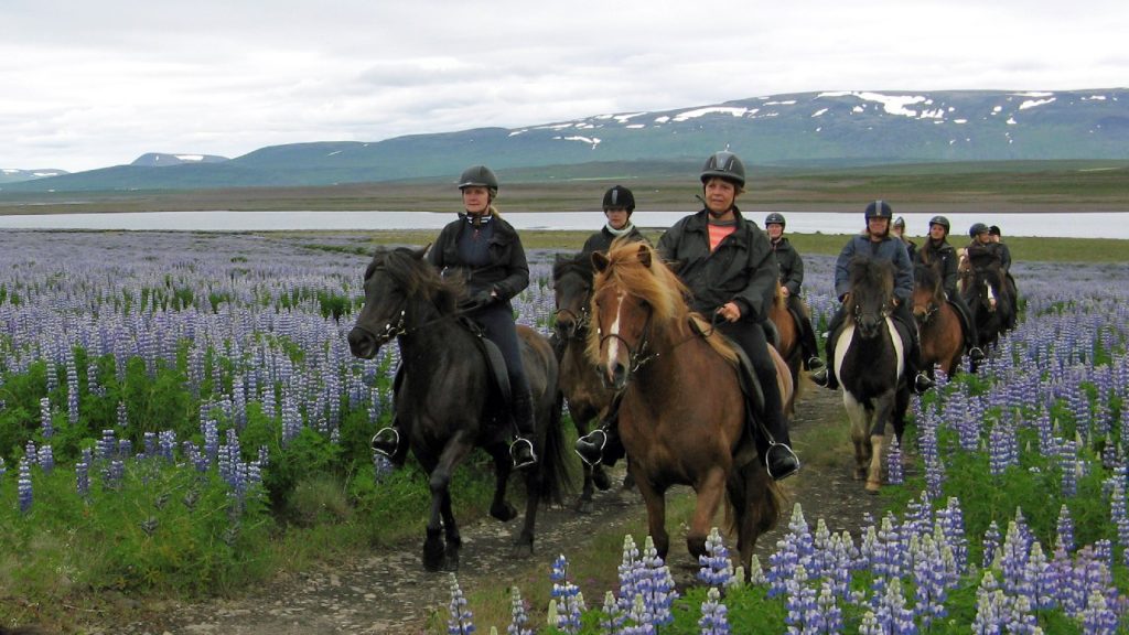 Auf Pferde durch die Lupinen im Juni 2014.